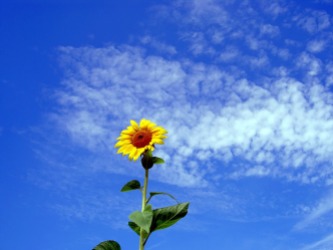 sun-flower-sunflower-desktop-background-96595